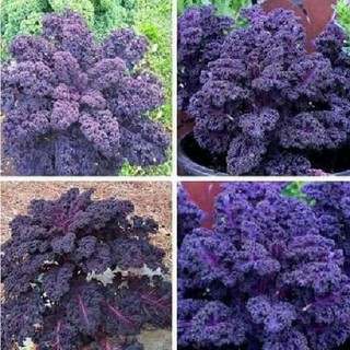 Hạt giống rau cải xoăn tím ( rau cải kale tím ) - Gói 30 hạt