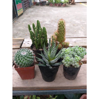 Combo 3 cây xương rồng ( cây gửi khác nhau )