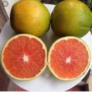 (XẢ HÀNG) Cây CAM CARA RUỘT ĐỎ ghép, giống cây F1 siêu sai quả, quả ngon ngọt, năng suất cao