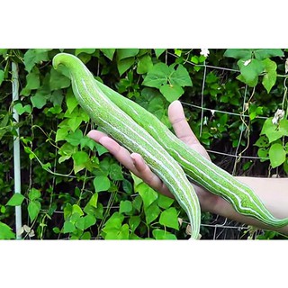 [GIÁ GỐC] Hạt Giống Quả Mướp Rắn Mướp Nhật Dài - 5 hạt