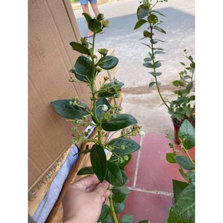 Việt quất tứ quý đang sẵn trái