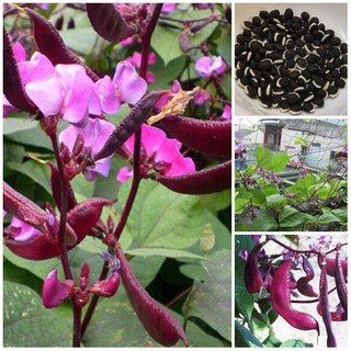 Hạt Giống Đậu Ván Tím - 10 hạt