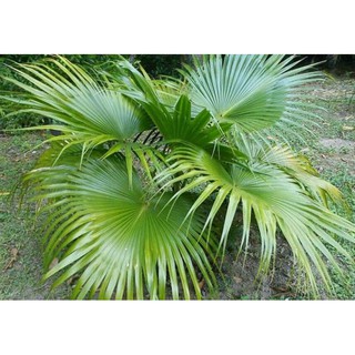 Bầu Cây cọ lùn cảnh giống -cam kết chuẩn giống