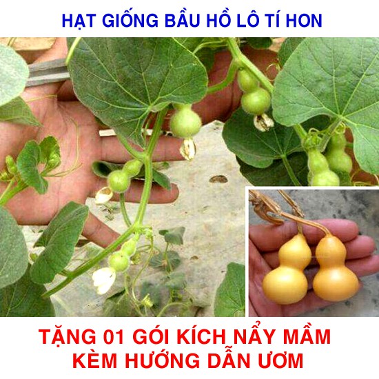 5 Hạt giống Bầu Hồ lô tí hon (tặng gói Kích nẩy mầm và Hướng dẫn)