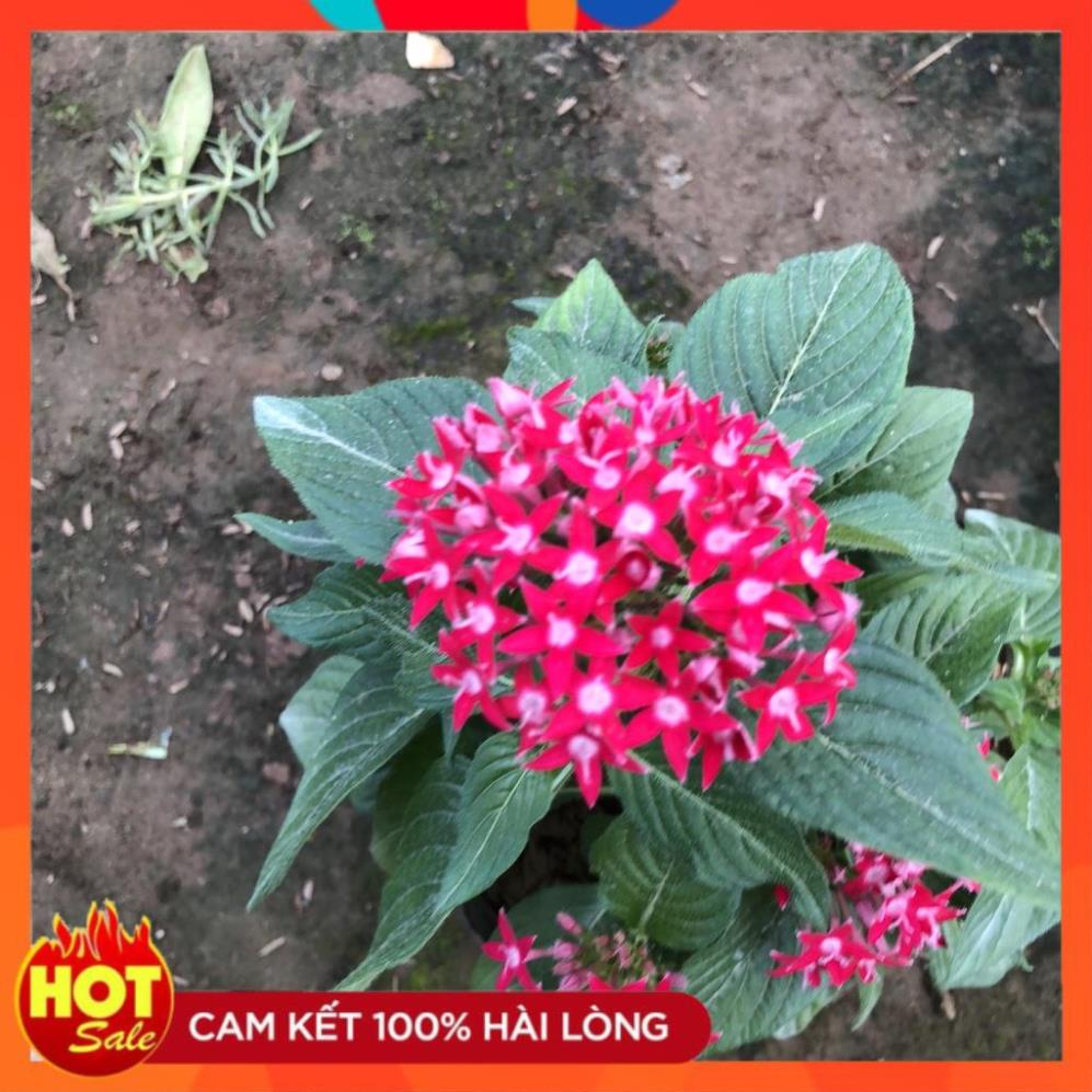 Cây hoa diễm châu, Cao 20cm hoa nở rộ bắt măt, sinh trưởng tốt, thích hợp trang trí sân vườn