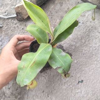 Cây cảnh nắp ấm