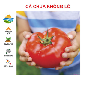 Hạt giống cà chua khổng lồ 20 hạt