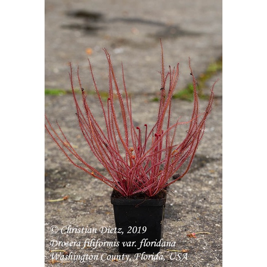 Drosera Filiformis red - Cây Gọng Vó Bạch tuột đỏ