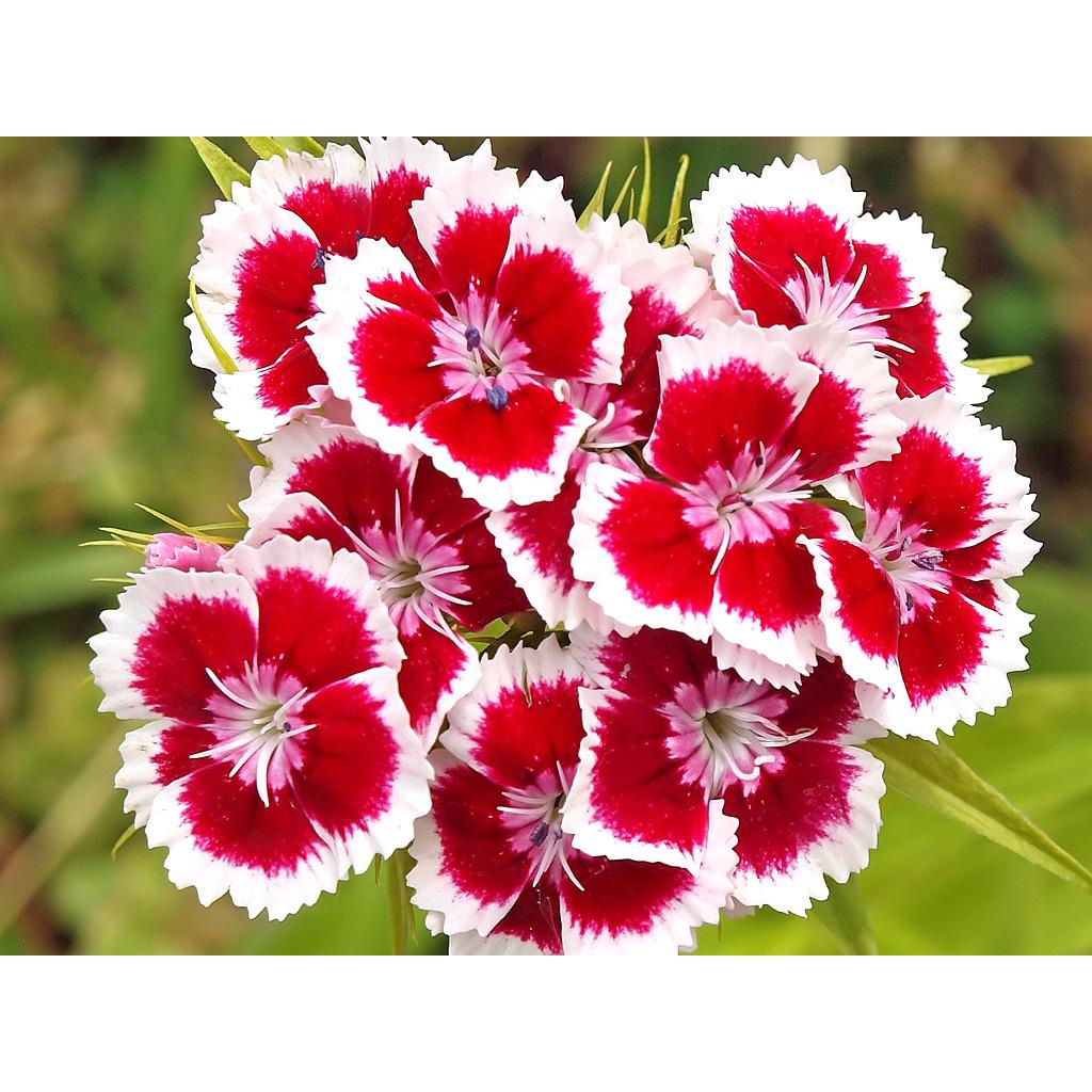 100H - #Hạt_Giống_Cẩm_Chướng_Chùm_Mix ( tặng kèm kích mầm và phân bón )