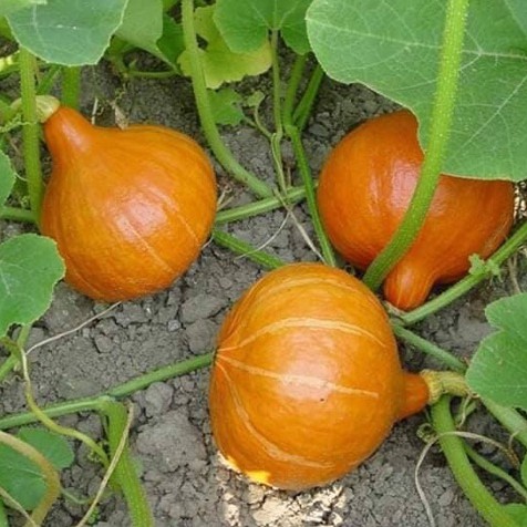 Hạt giống bí mặt trời đỏ Hokaido F1 - nhập khẩu Thái Lan nguyên bao bì gói 5 hạt