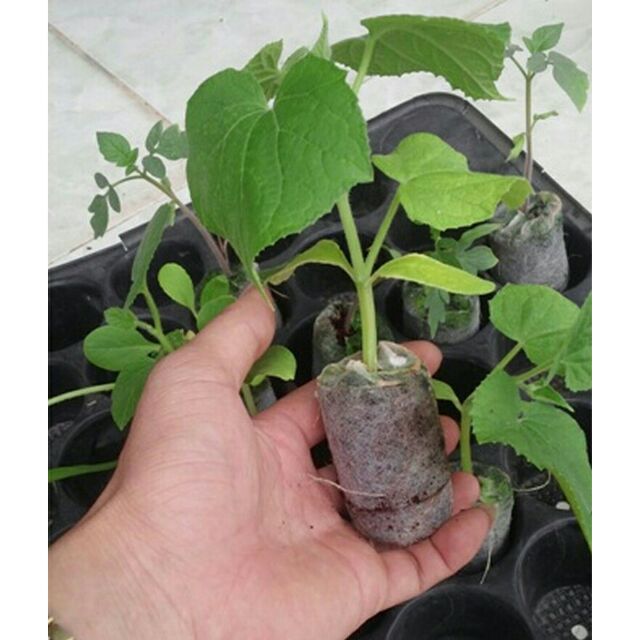 Viên nén nảy mầm 10/20/50 viên