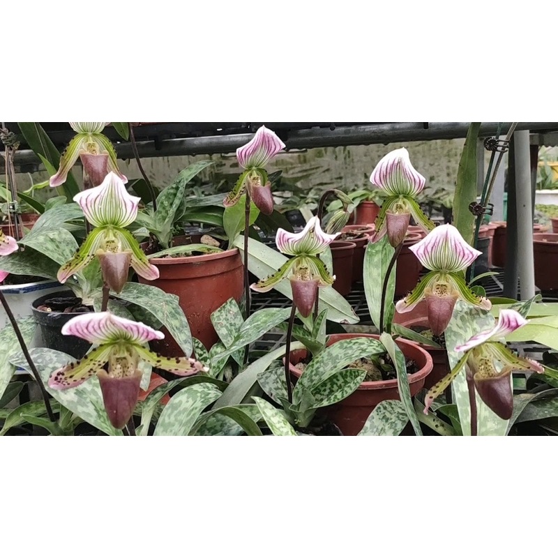 Hoa Lan hài Vân nam