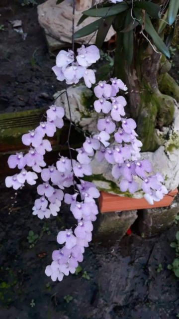 Hoa lan Vũ nữ Peru trưởng thành sắp hoa