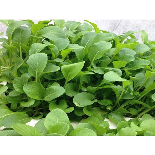 Hạt giống cải trắng ăn non - rau củ quả trồng chậu, sân vườn ban công tỉ lệ nảy mầm cao 30g RADO207