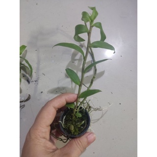 Lan giả hạc Pháp giống