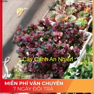 Chậu đô la kiểng