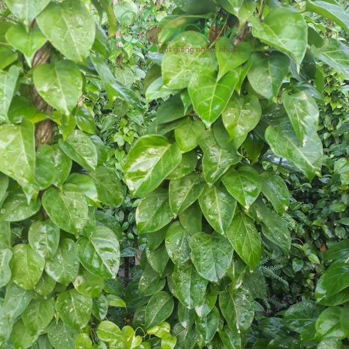 Gói Hạt Giống Cây Lá Giang  Giống Mới Chịu Nhiệt 4 Mùa
