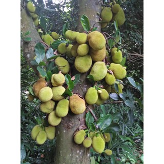 Cây giống Mít Tố Nữ
