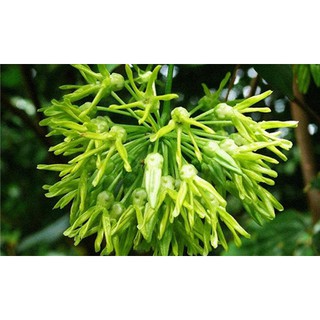 Cây giống hoa thiên lý