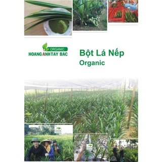 BỘT LÁ NẾP (100gr)