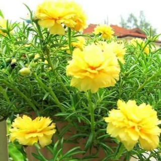 20 cành hoa mười giờ nhiều màu cánh kép (mix màu hoặc chọn màu )