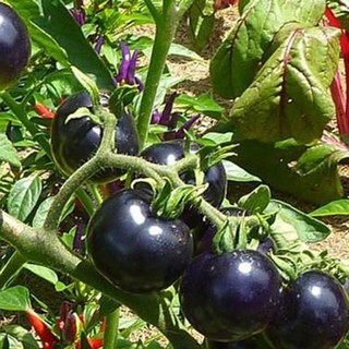 [Hạt giống Mỹ] Hạt giống cà chua đen hữu cơ Indigo F1 Johnny's Seed nảy mầm 95%