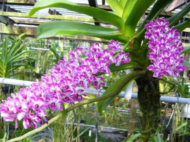 Lan đại châu 4 tuổi nhiều màu
