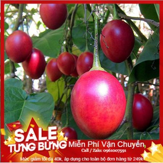 Hạt Giống Cà Chua Thân Gỗ - 10 Hạt luckyseed hạt siêu rẻ