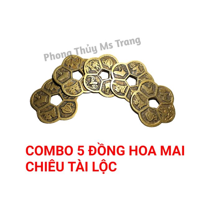 Combo 5 Đồng Hoa Mai - Hoa Mai Kim Tiền - Tiền Bằng Đồng