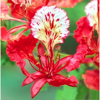 Hạt giống cây hoa phượng vĩ hoa đỏ ( Gói 10 Hạt ) - STHG2