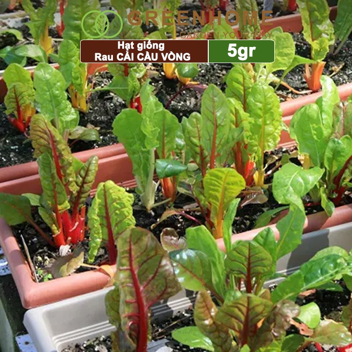 Hạt giống rau Cải cầu vồng Greenhome, gói 5gr, sinh trưởng mạnh, năng suất cao R06