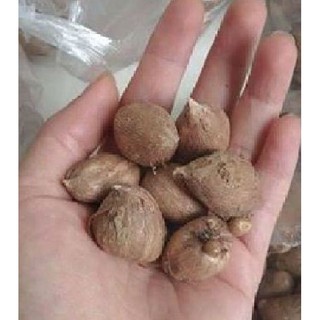 Combo 4 củ hoa lan nam phi mix ( trắng vàng tím hồng - tặng 4 viên nén sơ dừa ươm củ)