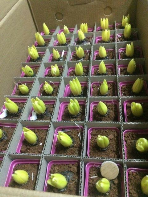 Củ Hoa Tiên Ông 7 màu Trồng Tết