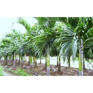 10 CÂY CAU TỨ QUÝ HÀNG CHUẨN ĐẸP