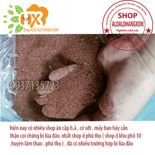 hạt giống cây tràm úc -500 gram