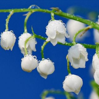 MẦM HOA LINH LAN MÀU TRẮNG( HOA LAN  CHUÔNG)