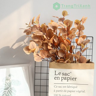 Cành Bạch Đàn Giống Thật 99%