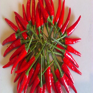 TINH DẦU ỚT (CAPSICUM  OIL)100ml