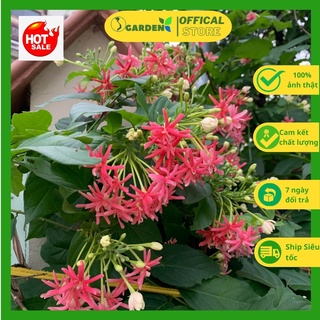 Hoa leo sử quân tử cây đã có hoa cao 60-70cm trang trí sân vườn tuyệt đẹp