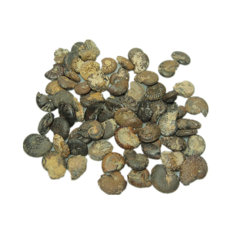 Bộ Sưu Tập Hóa Thạch Cao Ammonite Ốc Sên Tự Nhiên Cho Vẹt