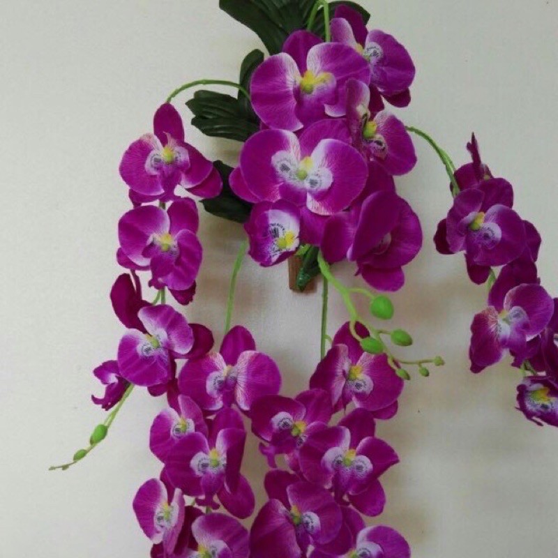 Giò Lan Hồ điệp 5 cành treo tường