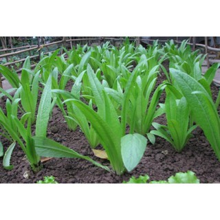 Hạt giống rau diếp thơm 5gram hạt