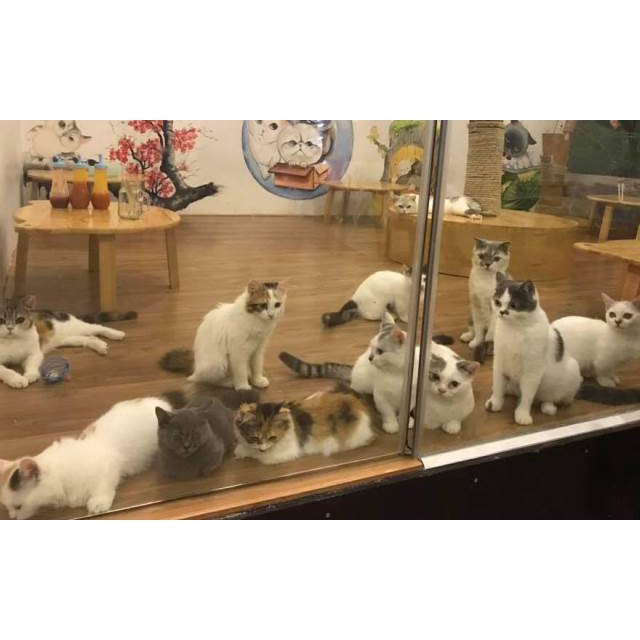 COMBO 3 gói Thức ăn mèo HẠT WHISKAS CHO MÈO 400g = 1.2kg