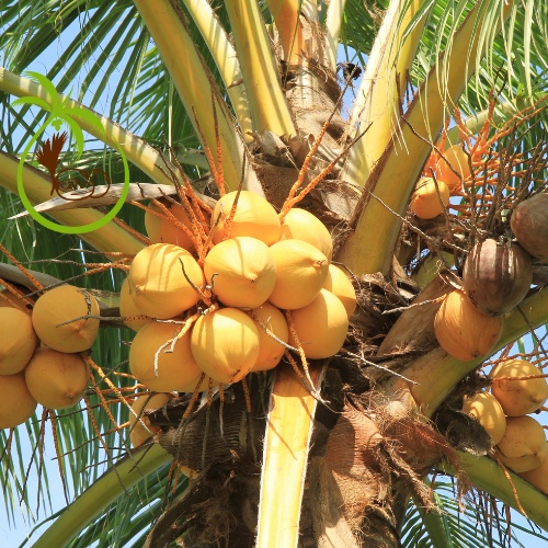 Giống CÂY DỪA XIÊM HỒNG NGỌC - tại Bến tre | Màu Hồng Cam - Lạ Mắt - Quý Hiếm - Bảo Tồn - Phát Triển