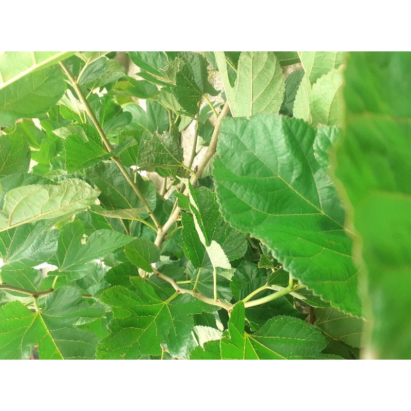 5 cành dâu tằm tươi