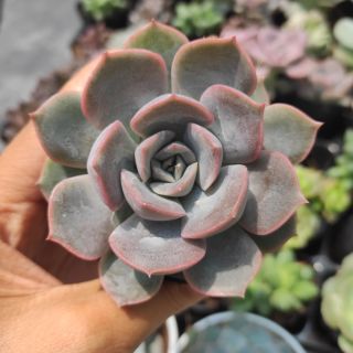 Sen viền tím sz nhỏ