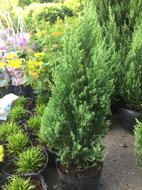 Cây sơn tùng size nhỏ 20-30