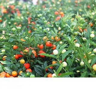 Hạt Giống Ớt Trái Tròn 0.2gr