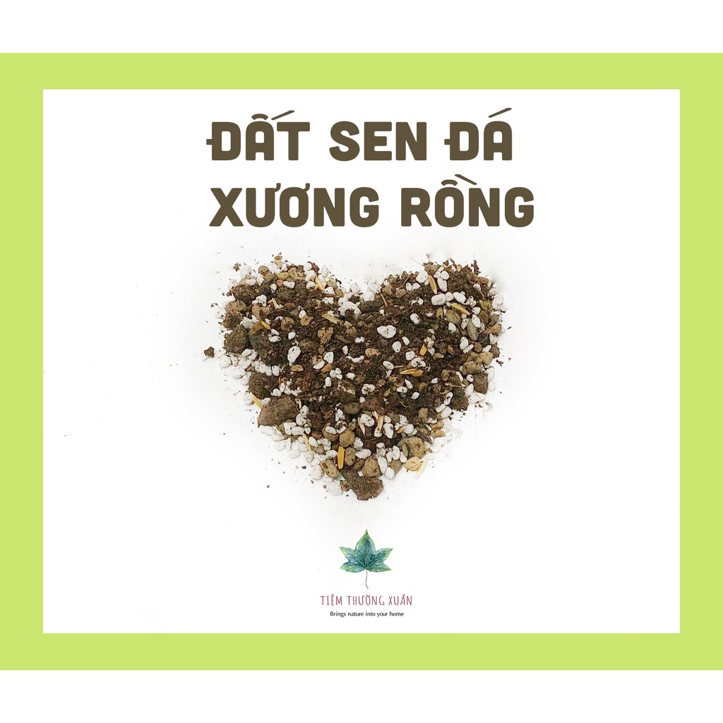 200g Đất trồng sen đá xương rồng trộn sẵn kèm phân bón - Tiệm Thường Xuân