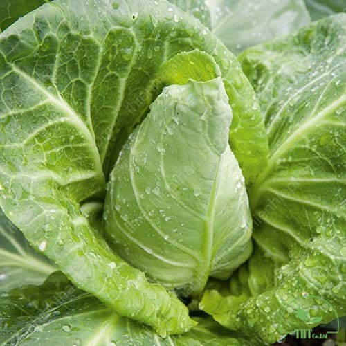 Hạt Giống Bắp Cải Trái Tim Chịu Nhiệt  - MUA 3 TẶNG 1 CÙNG LOẠI - Dinh Dưỡng, Năng Suất Cao